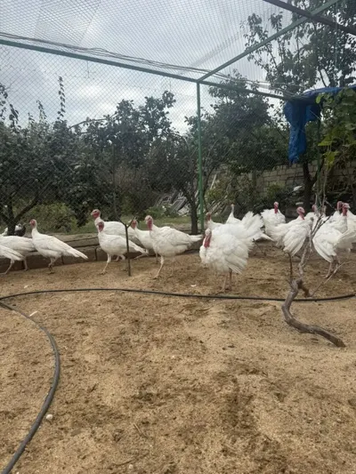 Hinduşkalar — Heyvanlar, Quşlar, Balıqlar, Bakı — şəkil 2