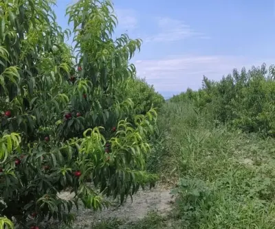 MEYVƏ BAĞI — Kənd Təsərrüfatı Əmlakı, Xaçmaz