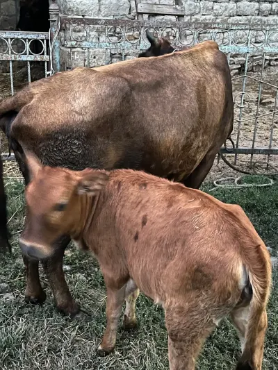 İnəklər — Heyvanlar, Quşlar, Balıqlar, Şəki — şəkil 5