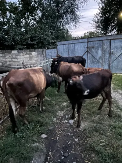 İnəklər — Heyvanlar, Quşlar, Balıqlar, Şəki