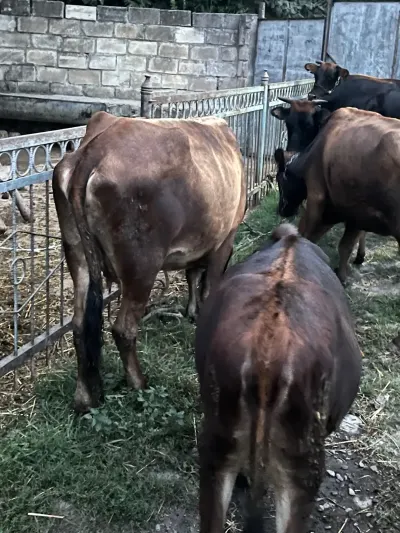 İnəklər — Heyvanlar, Quşlar, Balıqlar, Şəki — şəkil 4