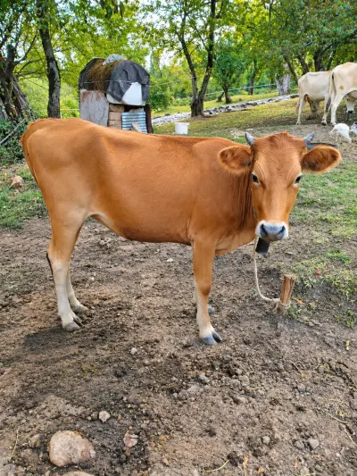 DÜYƏ — Heyvanlar, Quşlar, Balıqlar, İsmayıllı