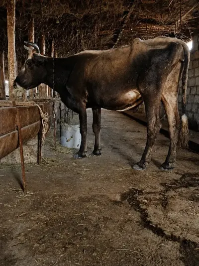 BALALI İNƏK — Heyvanlar, Quşlar, Balıqlar, Xırdalan — şəkil 3