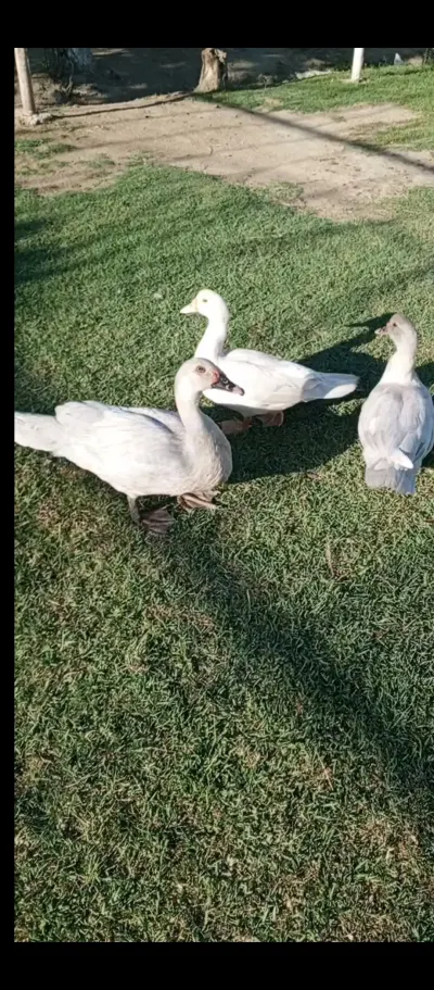 ÖRDƏK — Heyvanlar, Quşlar, Balıqlar, Sabirabad — şəkil 8