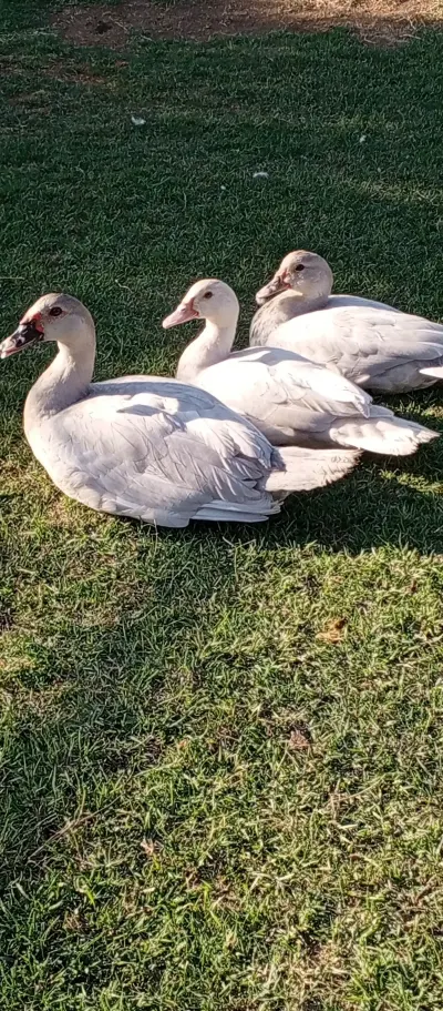 ÖRDƏK — Heyvanlar, Quşlar, Balıqlar, Sabirabad