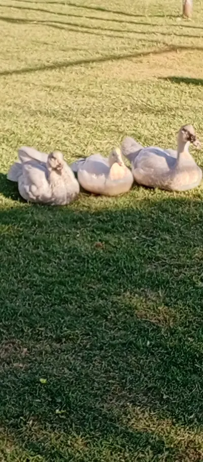ÖRDƏK — Heyvanlar, Quşlar, Balıqlar, Sabirabad — şəkil 6