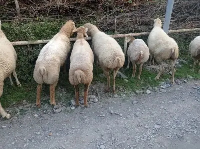 QOYUNLAR — Heyvanlar, Quşlar, Balıqlar, Oğuz
