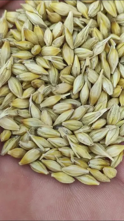ARPA — Dənlilər, Otlar Yemlər,  Bitkilər, Oğuz