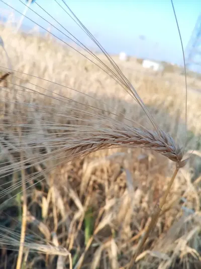 ARPA — Dənlilər, Otlar Yemlər,  Bitkilər, Şamaxı