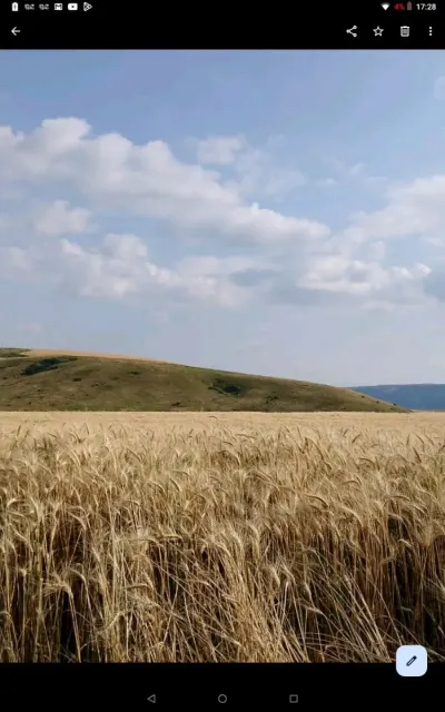 ARPA — Dənlilər, Otlar Yemlər,  Bitkilər, Şamaxı — şəkil 2