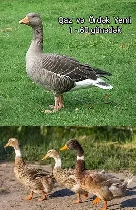 YEM — Dənlilər, Otlar Yemlər,  Bitkilər, Bakı
