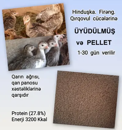 YEM — Dənlilər, Otlar Yemlər,  Bitkilər, Bakı — şəkil 3