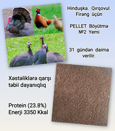 YEM — Dənlilər, Otlar Yemlər,  Bitkilər, Bakı — şəkil 4