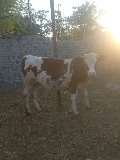 Dana — Heyvanlar, Quşlar, Balıqlar, Göyçay — şəkil 3
