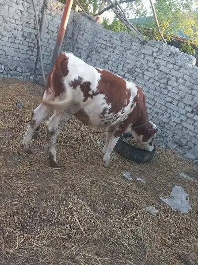 Dana — Heyvanlar, Quşlar, Balıqlar, Göyçay — şəkil 2