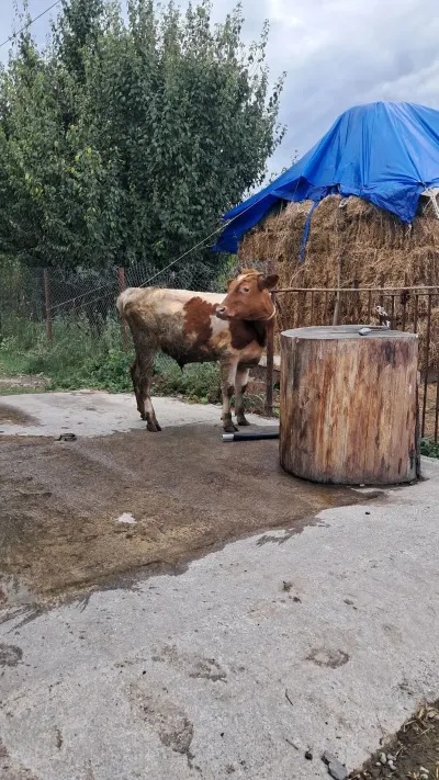 DANALAR — Heyvanlar, Quşlar, Balıqlar, Quba — şəkil 5