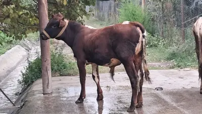 DANALAR — Heyvanlar, Quşlar, Balıqlar, Quba — şəkil 3
