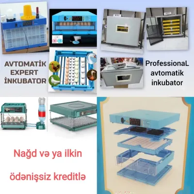 INKUBATOR — Heyvanlar, Quşlar, Balıqlar, Bakı — şəkil 3