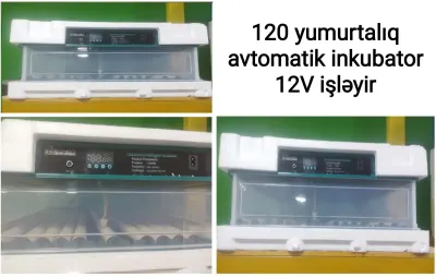 INKUBATOR — Heyvanlar, Quşlar, Balıqlar, Bakı