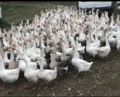 QAZ — Heyvanlar, Quşlar, Balıqlar, Gədəbəy
