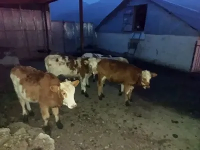DÜYƏLƏR — Heyvanlar, Quşlar, Balıqlar, Quba