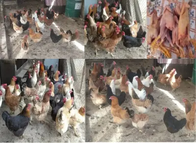 TOYUQLAR — Heyvanlar, Quşlar, Balıqlar, Şirvan