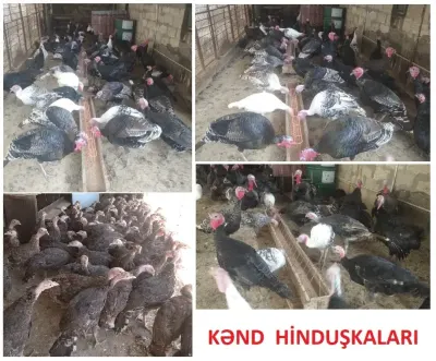 TOYUQLAR — Heyvanlar, Quşlar, Balıqlar, Şirvan — şəkil 6