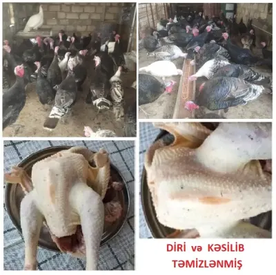 TOYUQLAR — Heyvanlar, Quşlar, Balıqlar, Şirvan — şəkil 5