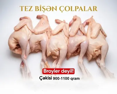 TOYUQ ƏTİ — Heyvanlar, Quşlar, Balıqlar, Bakı — şəkil 3