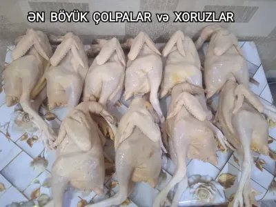 TOYUQ ƏTİ — Heyvanlar, Quşlar, Balıqlar, Bakı — şəkil 4
