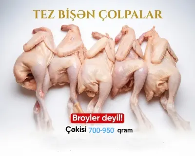 TOYUQ ƏTİ — Heyvanlar, Quşlar, Balıqlar, Bakı — şəkil 2