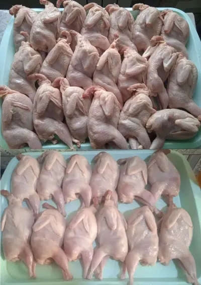 BiLDİRÇİN — Heyvanlar, Quşlar, Balıqlar, Bakı