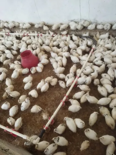 BiLDİRÇİN — Heyvanlar, Quşlar, Balıqlar, Bakı — şəkil 6