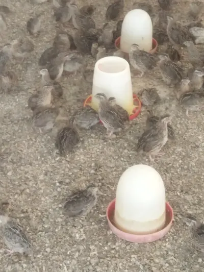 BiLDİRÇİN — Heyvanlar, Quşlar, Balıqlar, Bakı — şəkil 2