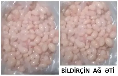 BiLDİRÇİN — Heyvanlar, Quşlar, Balıqlar, Bakı — şəkil 7