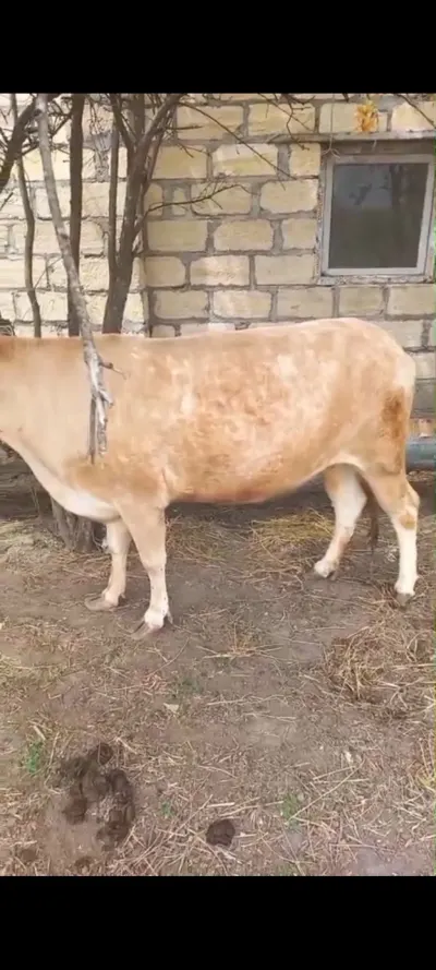 İNƏK — Heyvanlar, Quşlar, Balıqlar, Bərdə — şəkil 2