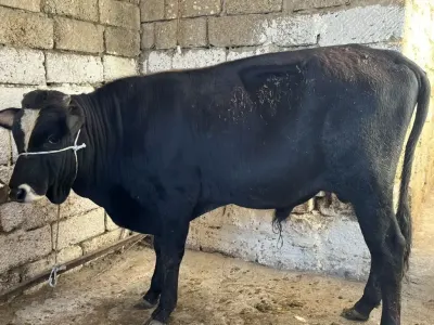 DANALAR — Heyvanlar, Quşlar, Balıqlar, Bakı — şəkil 5