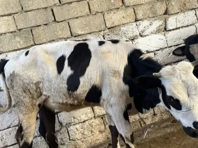 DANALAR — Heyvanlar, Quşlar, Balıqlar, Bakı — şəkil 4
