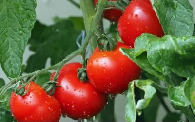 POMİDOR — Tərəvəzlər və Göyərtilər, Göyçay