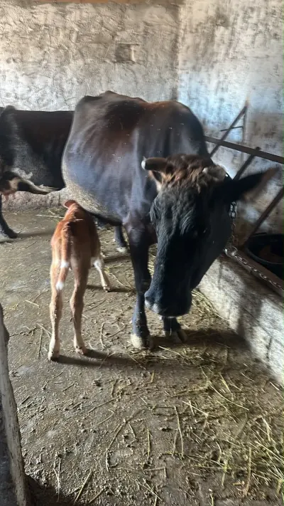 İnəklər — Heyvanlar, Quşlar, Balıqlar, Bakı