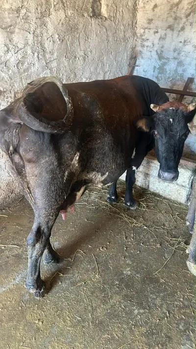 İnəklər — Heyvanlar, Quşlar, Balıqlar, Bakı — şəkil 3