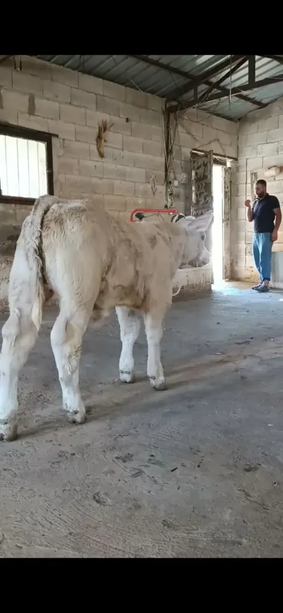 BUZOV — Heyvanlar, Quşlar, Balıqlar, Quba — şəkil 2