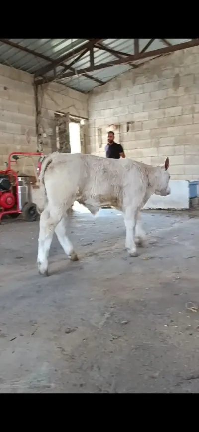 BUZOV — Heyvanlar, Quşlar, Balıqlar, Quba