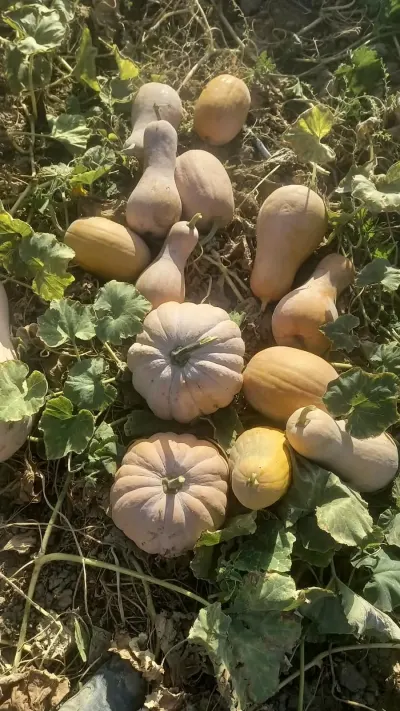 BALQABAQ — Tərəvəzlər və Göyərtilər, Fizuli