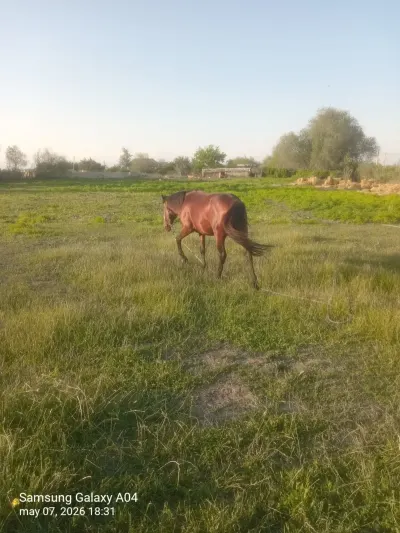 AT — Heyvanlar, Quşlar, Balıqlar, Kürdəmir — şəkil 3