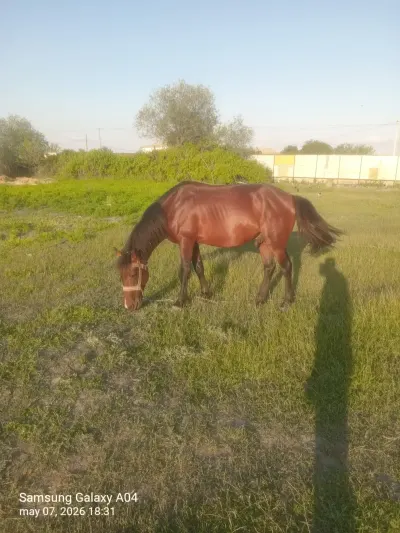 AT — Heyvanlar, Quşlar, Balıqlar, Kürdəmir