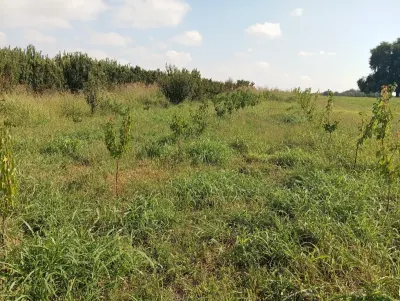 Süd — Emal Olunmuş K/t Məhsulları, Samux