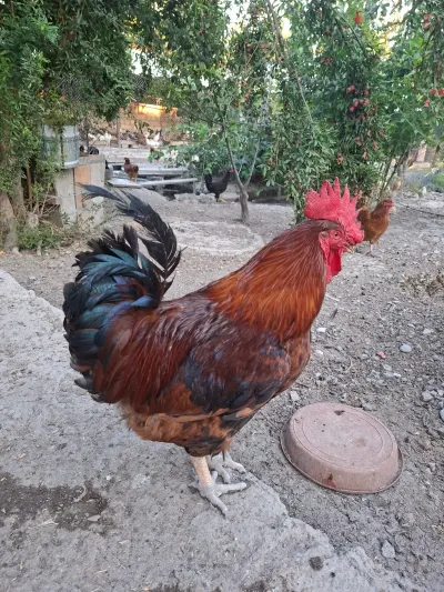 XORUZ — Heyvanlar, Quşlar, Balıqlar, Ucar