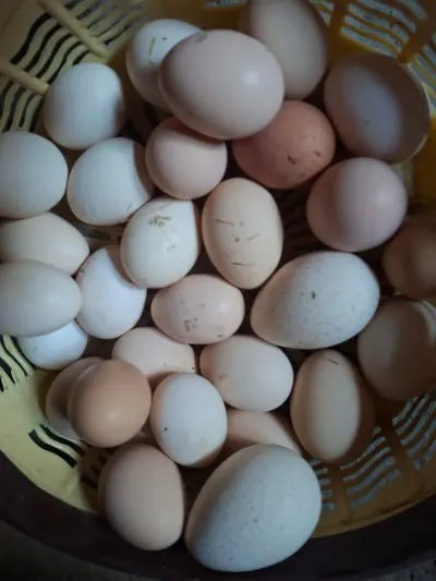 YUMURTA — Heyvanlar, Quşlar, Balıqlar, Ucar