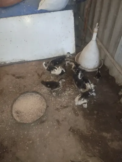 ÖRDƏKLƏR — Heyvanlar, Quşlar, Balıqlar, Zərdab